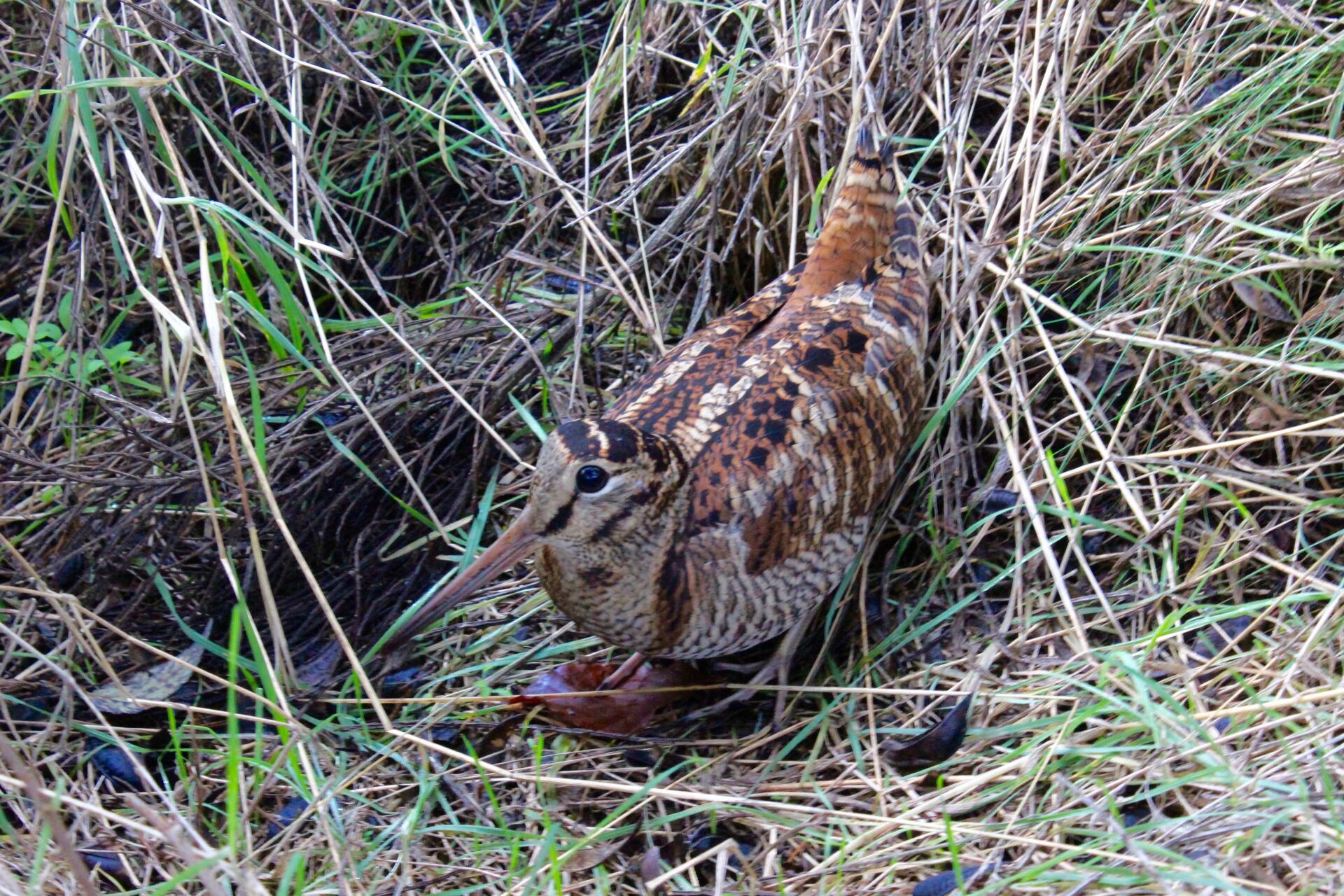 La chasse photographique a la becasse