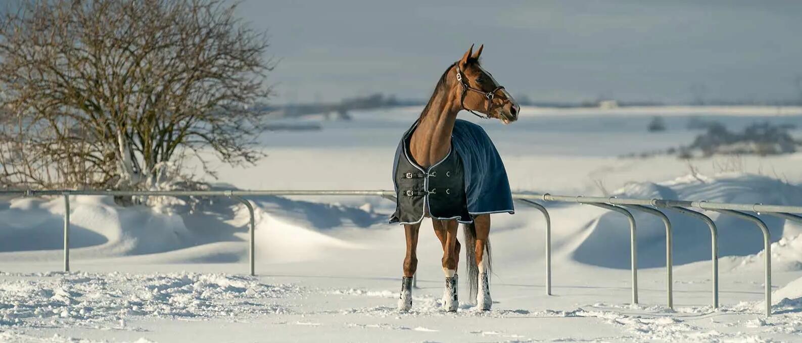 koń w derce zimą