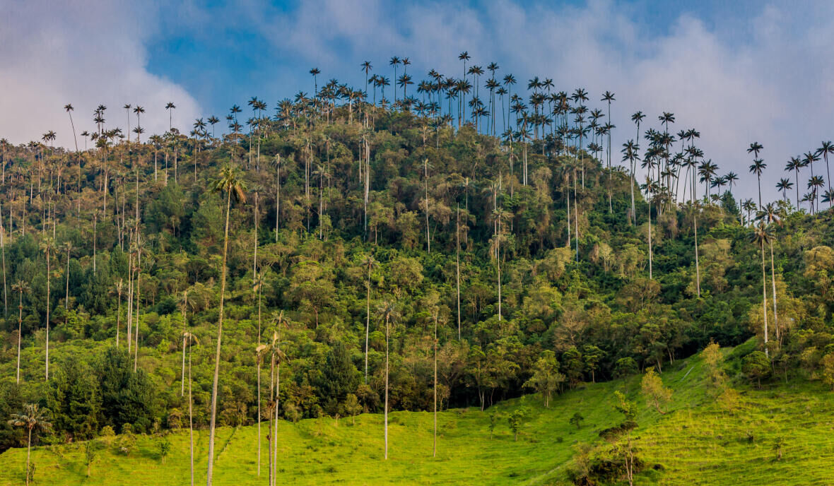 Travel to Colombia: jungle trek to the Bosque de la Palmas