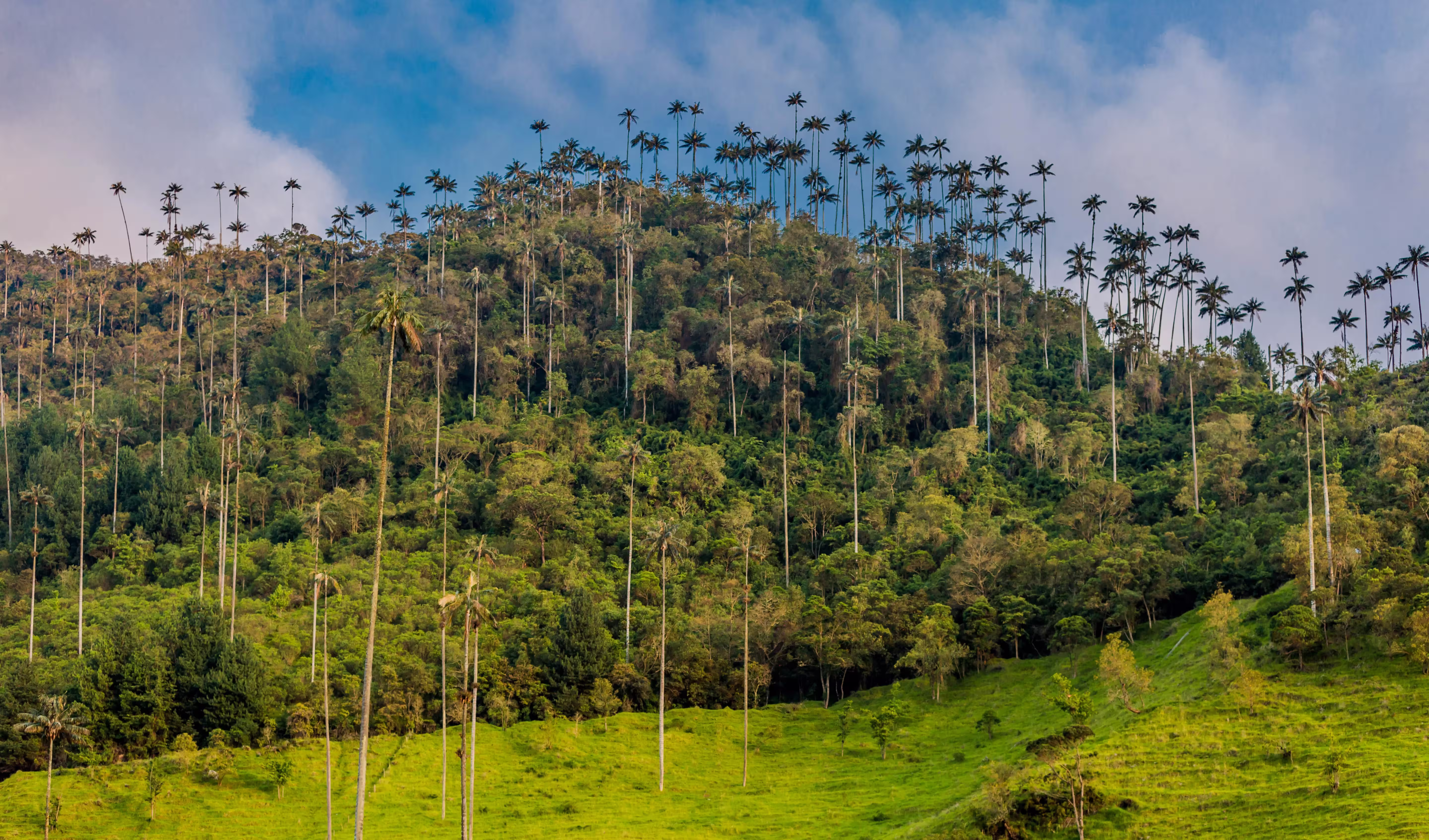 Bosque de la Palmas, randonnée sous les palmiers © Bosque de la Palmas, randonnée sous les palmiers