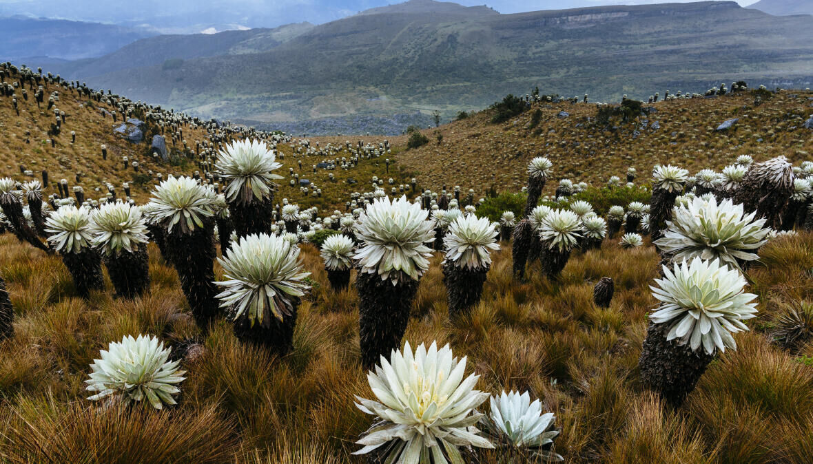 Travel to Colombia: trek in the andes at el cocuy