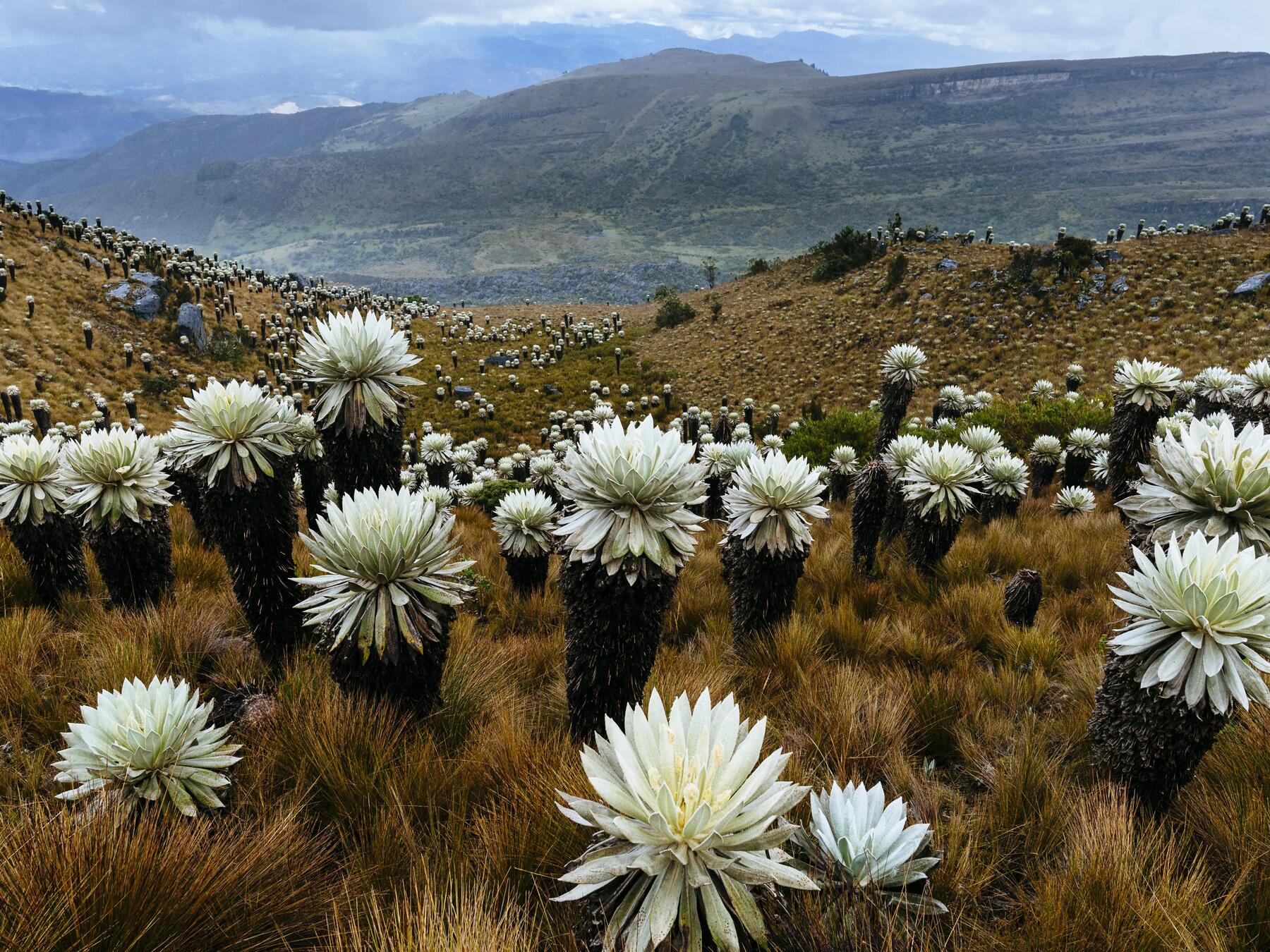 5 lugares recomendados en Colombia para acampar en la semana de receso