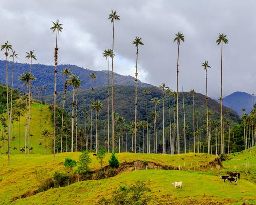 Travel to Colombia: the treks to do