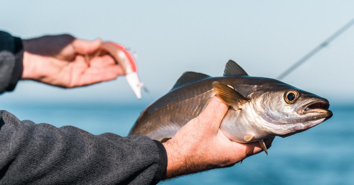 La pêche du lieu jaune aux leurres : quel matériel utiliser ? - DPSG