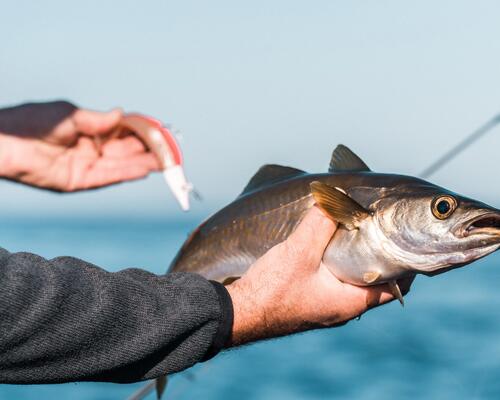 Les bonnes conditions pour pêcher le lieu jaune au leurre souple