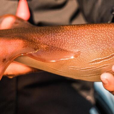 Réparer facilement une calamarette et la rendre plus efficace - Astuce de  Pêche