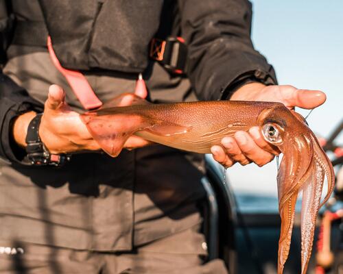 Comment pêcher le calamar du bord en hiver