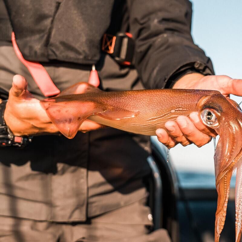 Comment pêcher le calamar du bord en hiver