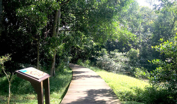 X Kid-Friendly Hikes in Singapore