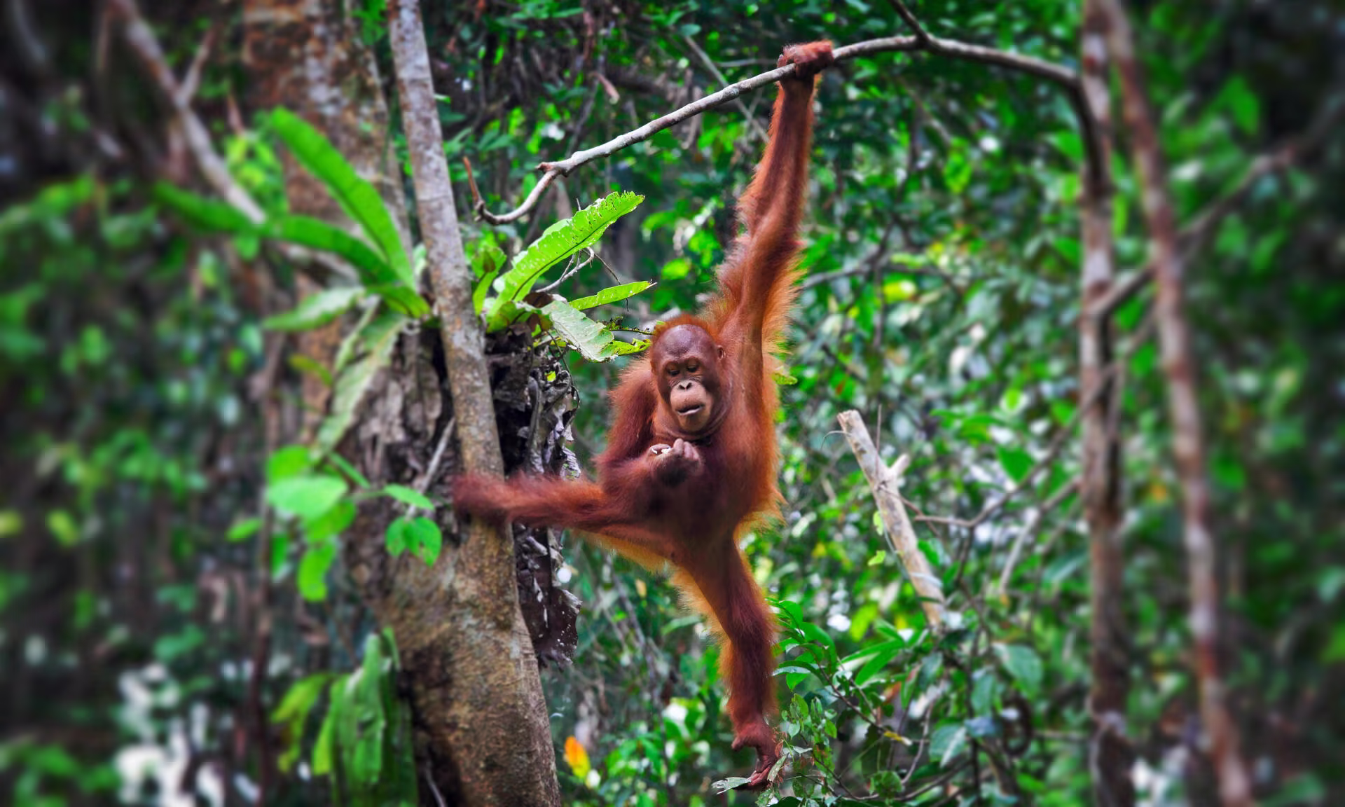 Les grands singes présents dans les forêts de Bornéo © Les grands singes présents dans les forêts de Bornéo