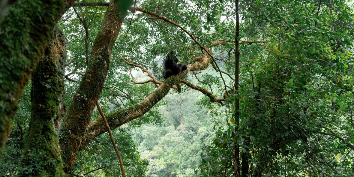 Tropical trek to meet the gorillas in Uganda
