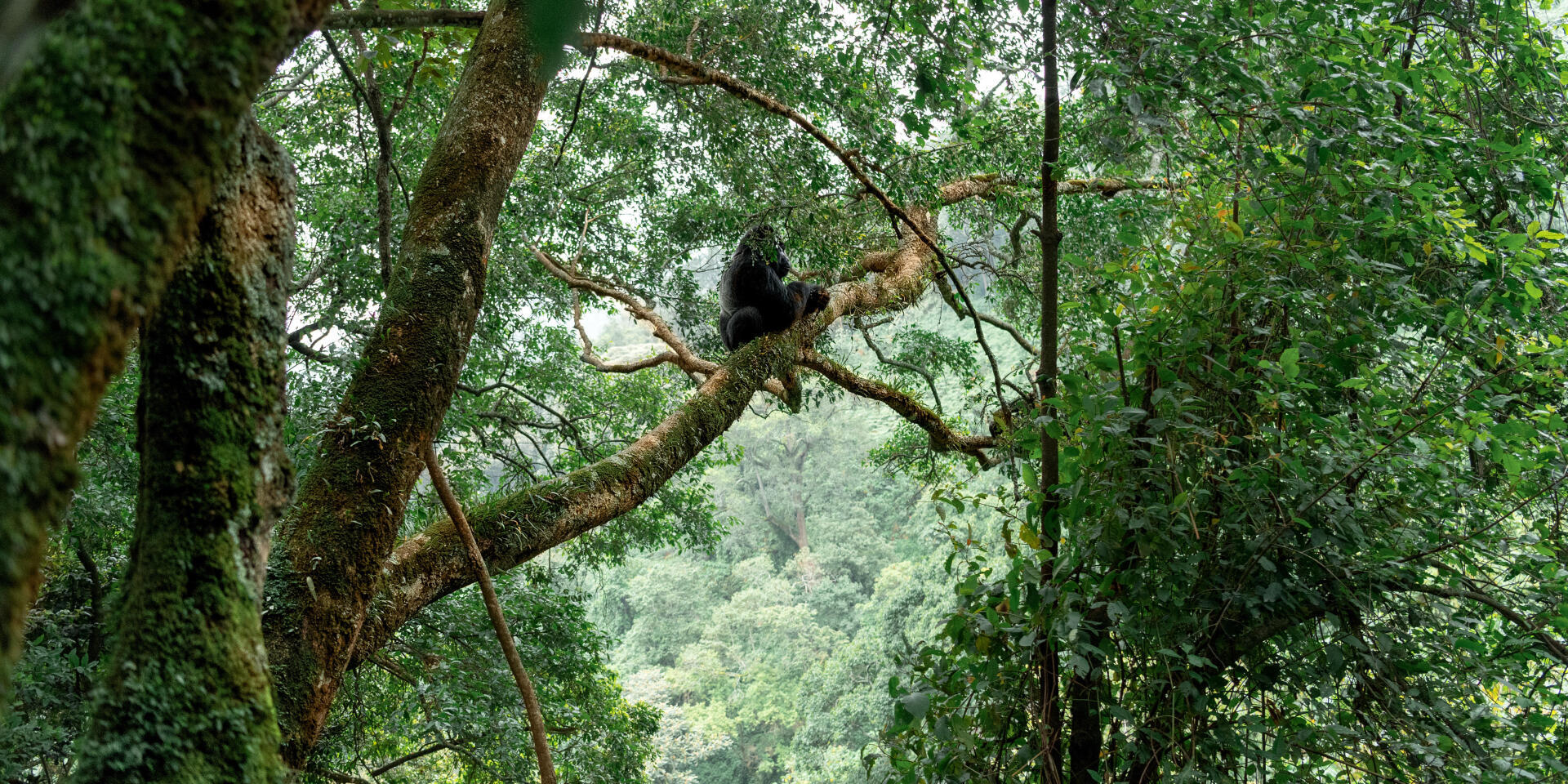 Trek tropical à la rencontre des gorilles en Ouganda