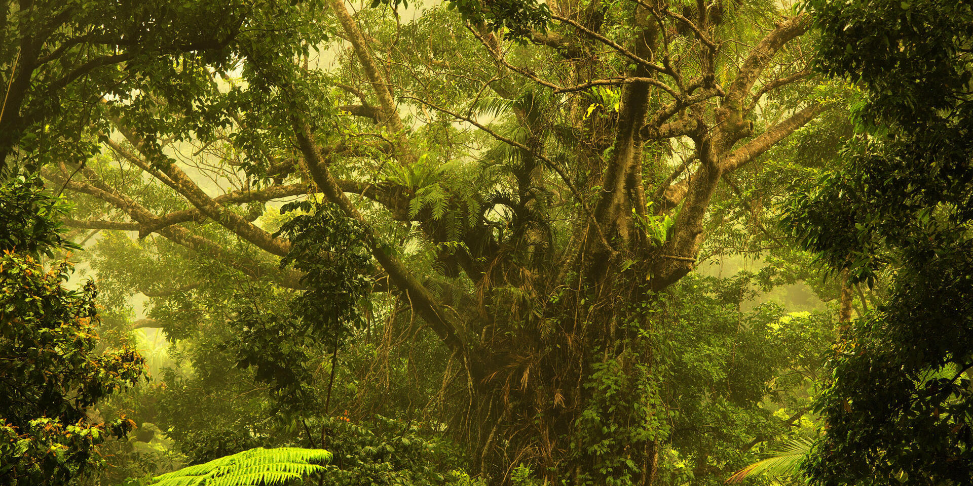 Tropical trek in Australia, Daintree forest