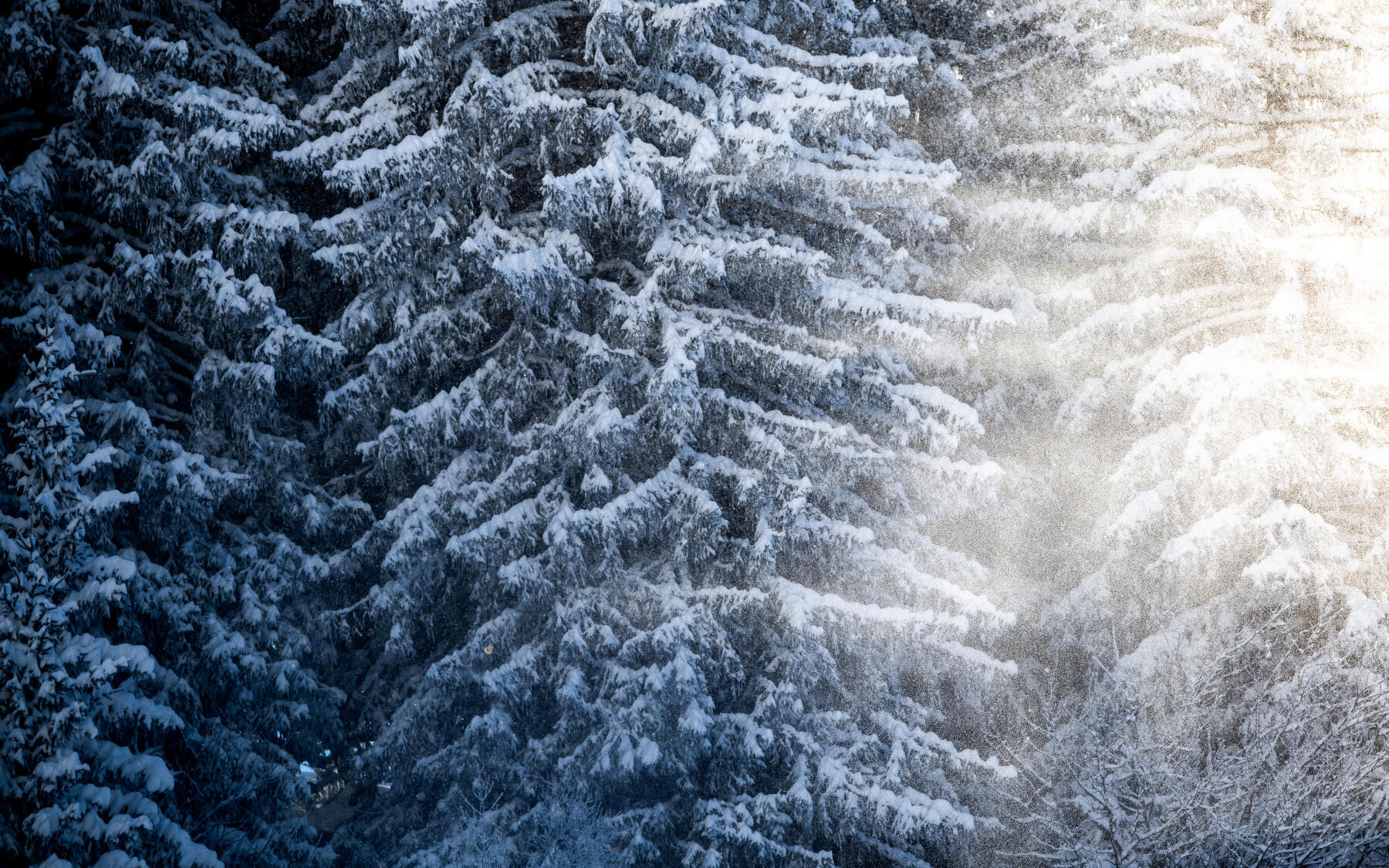 Picture of pine trees covered with snow