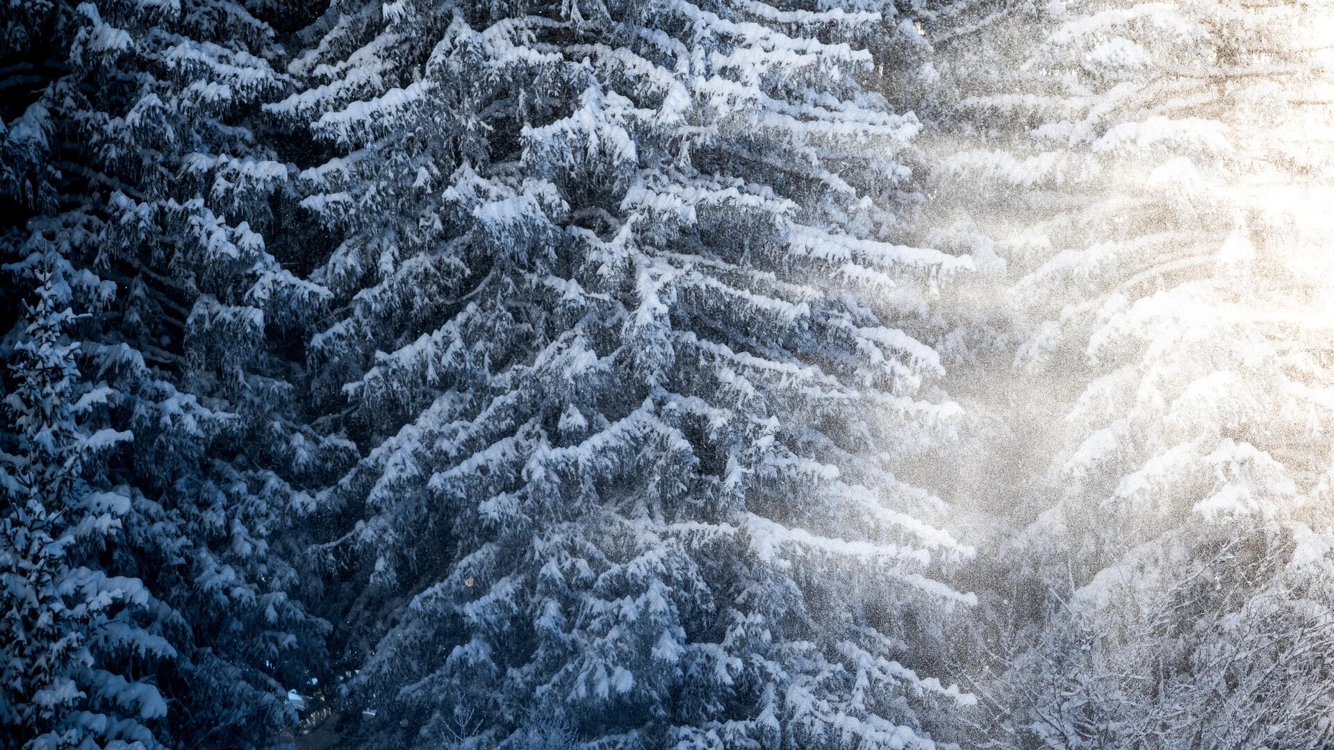 Árvores repletas de neve