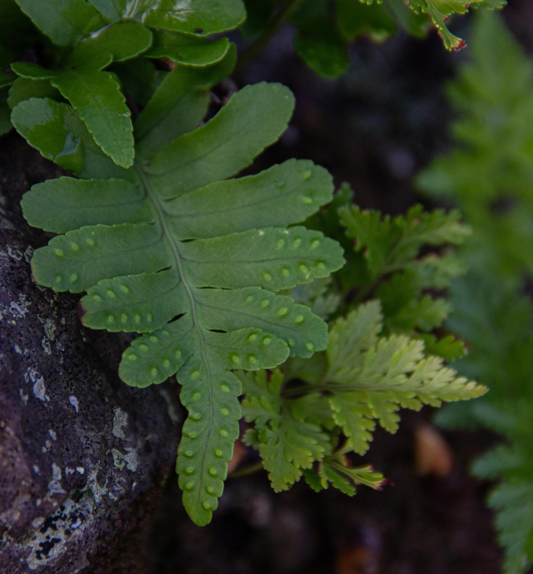 Picture of fern
