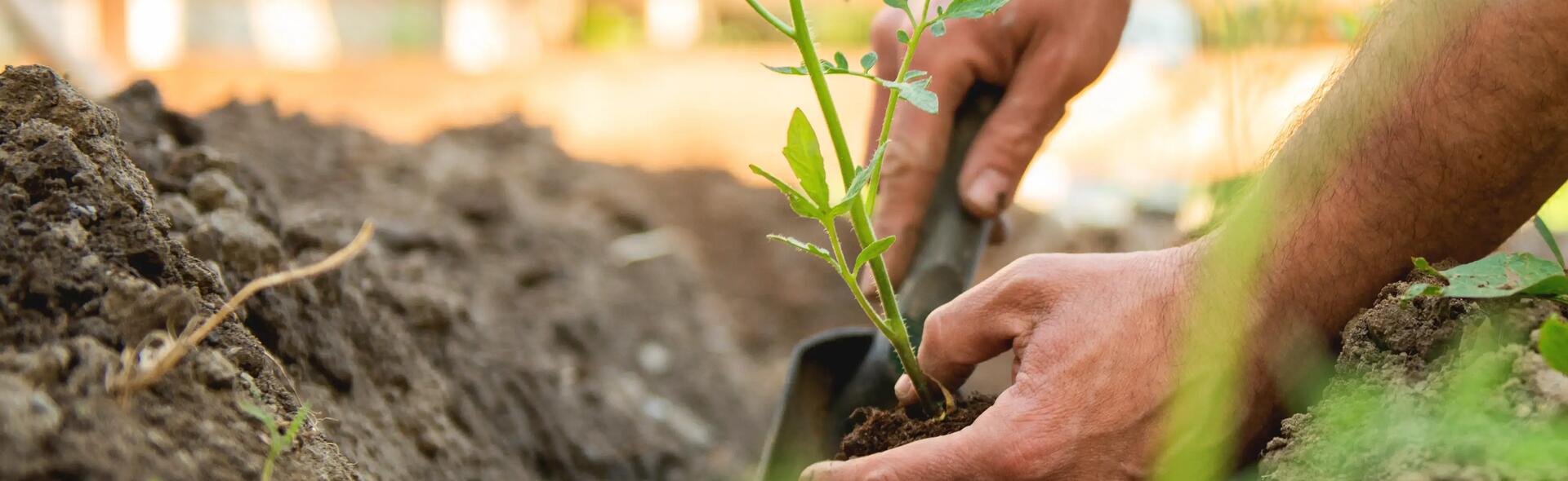 Is gardening a sport? Several similarities you should be aware of