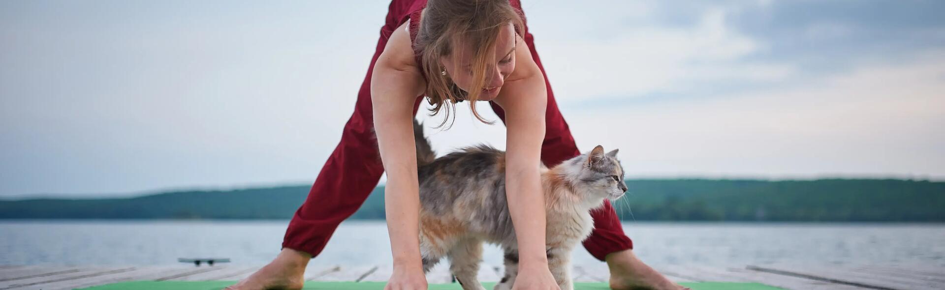 Peut-on faire du sport avec son chat ?