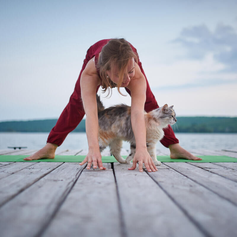 Peut-on faire du sport avec son chat ?