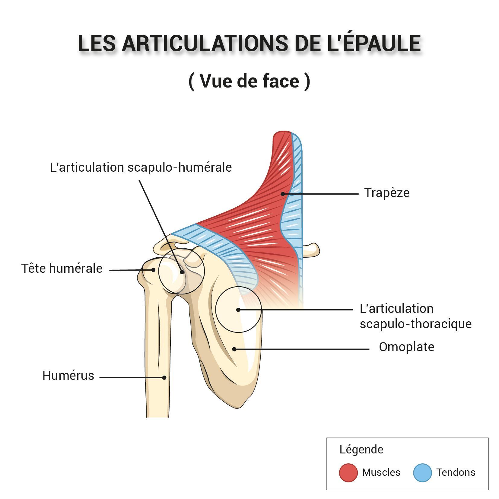 NATATION : COMMENT VAINCRE SON MAL D’ÉPAULE ET SES DOULEURS ?