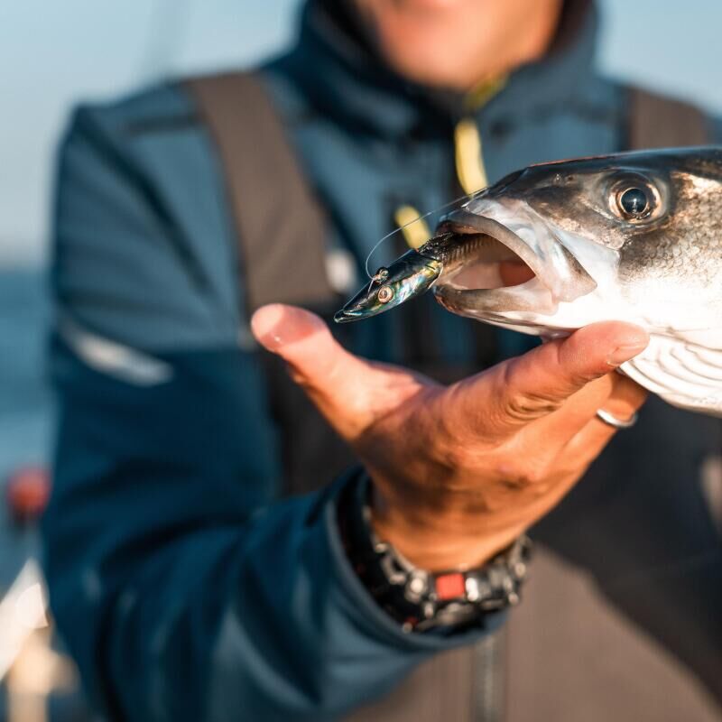 Comment pêcher le bar en début de saison ?