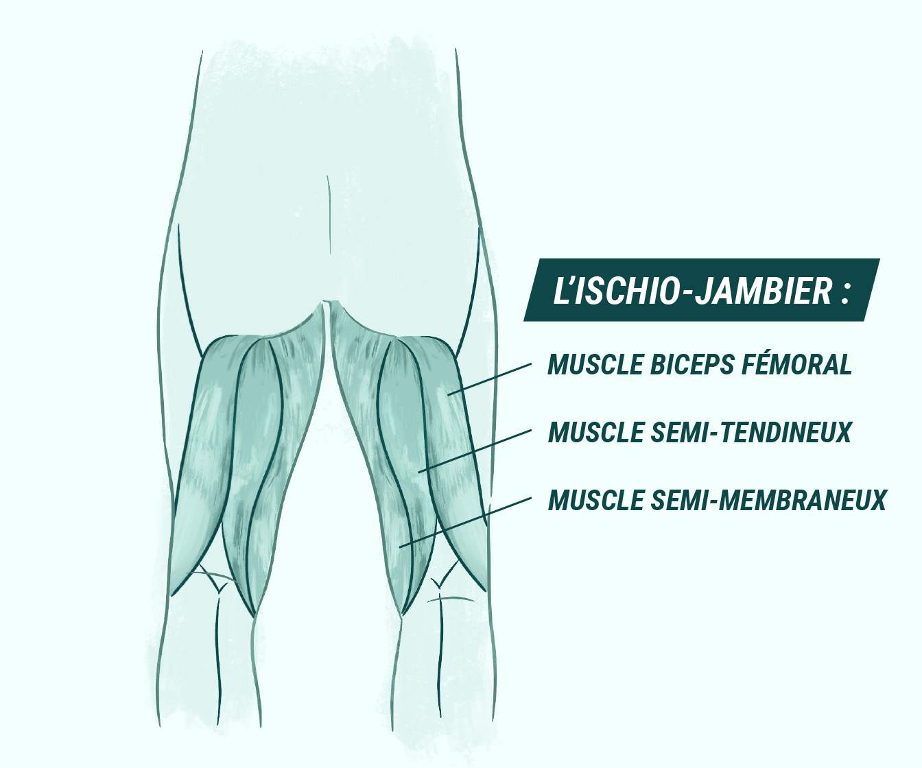 Muscles ischio-jambiers : définition, schéma