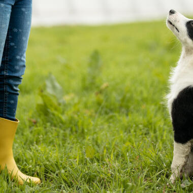 affiner la ration de croquettes de votre chien