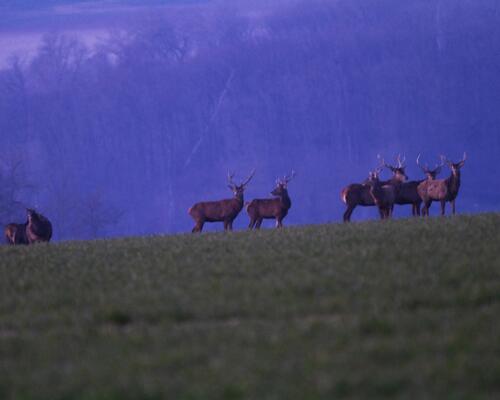 J ai photographie une harde de cerfs 