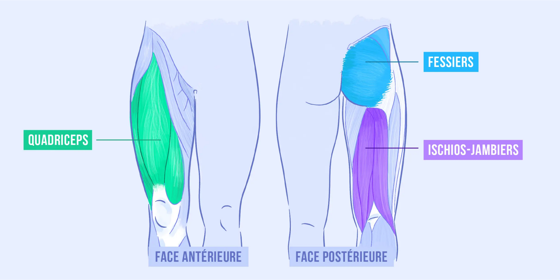 Schéma des muscles sollicités pendant la fente bulgare