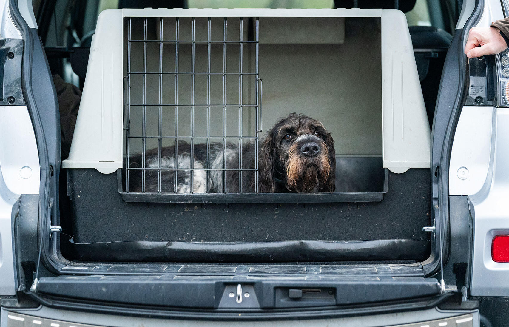 Caisse de transport souple pour chien hot sale