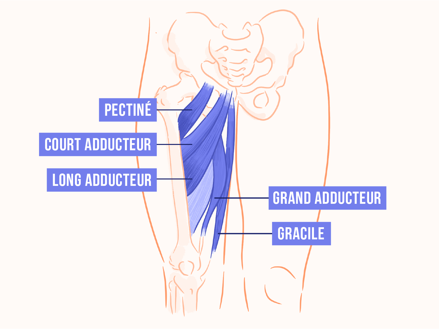 Comment muscler l'intérieur des cuisses avec la musculation ?