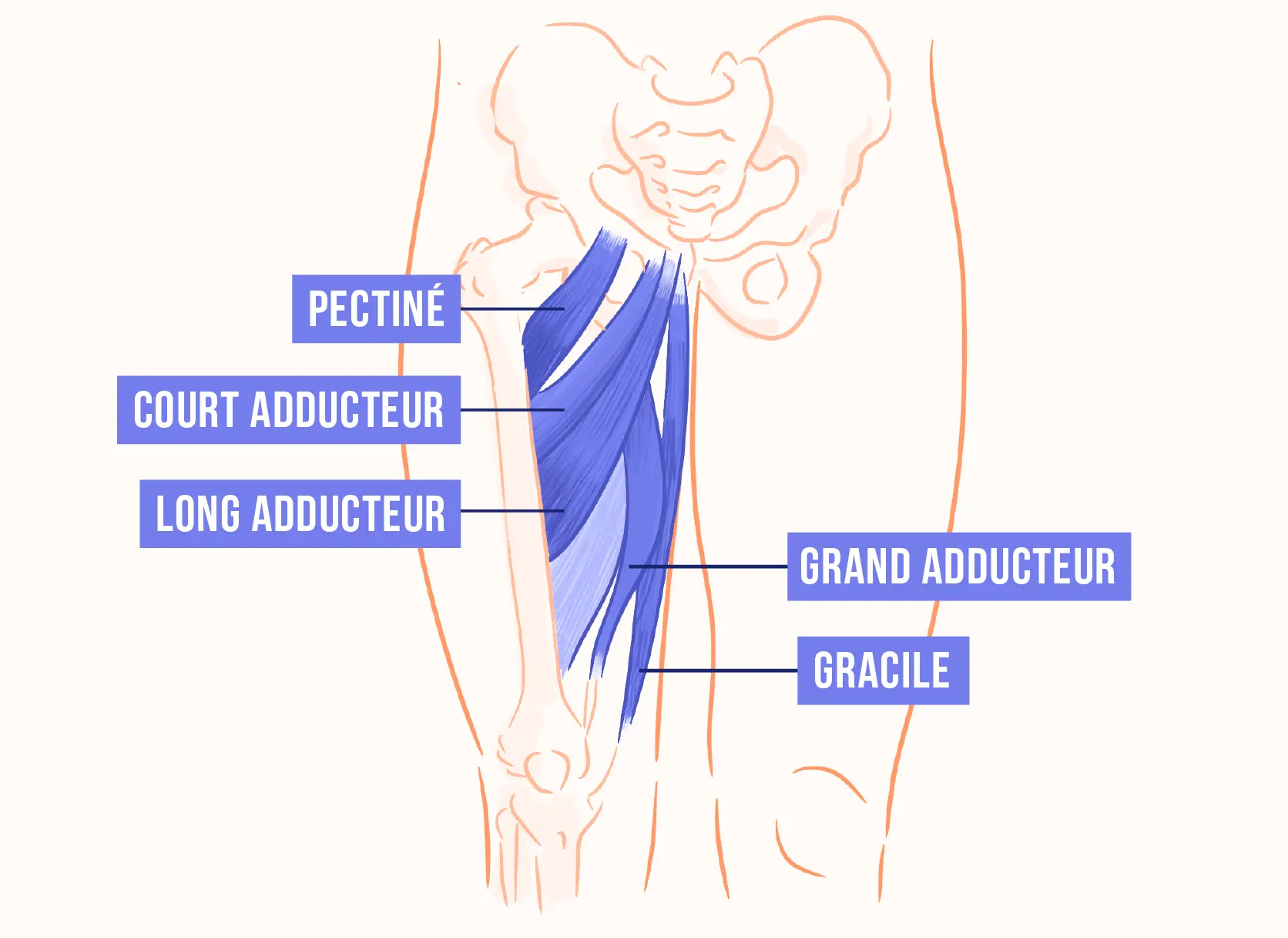 Douleurs aux adducteurs : Qu'est-ce que c'est ? Que faire