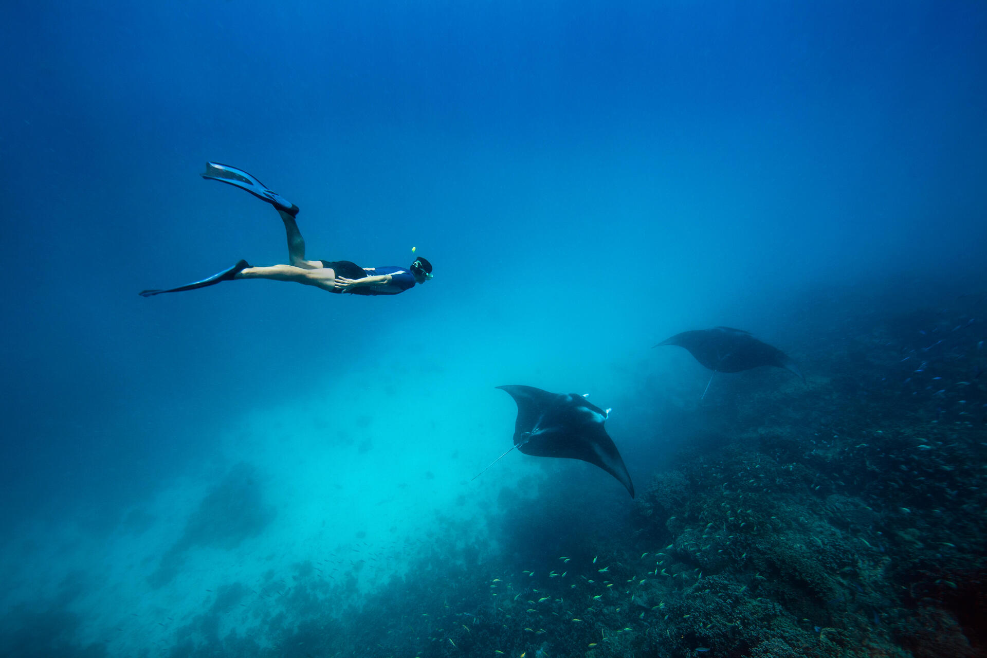 Mężczyzna uprawiający freediving pływający i obserwujący płaszczki
