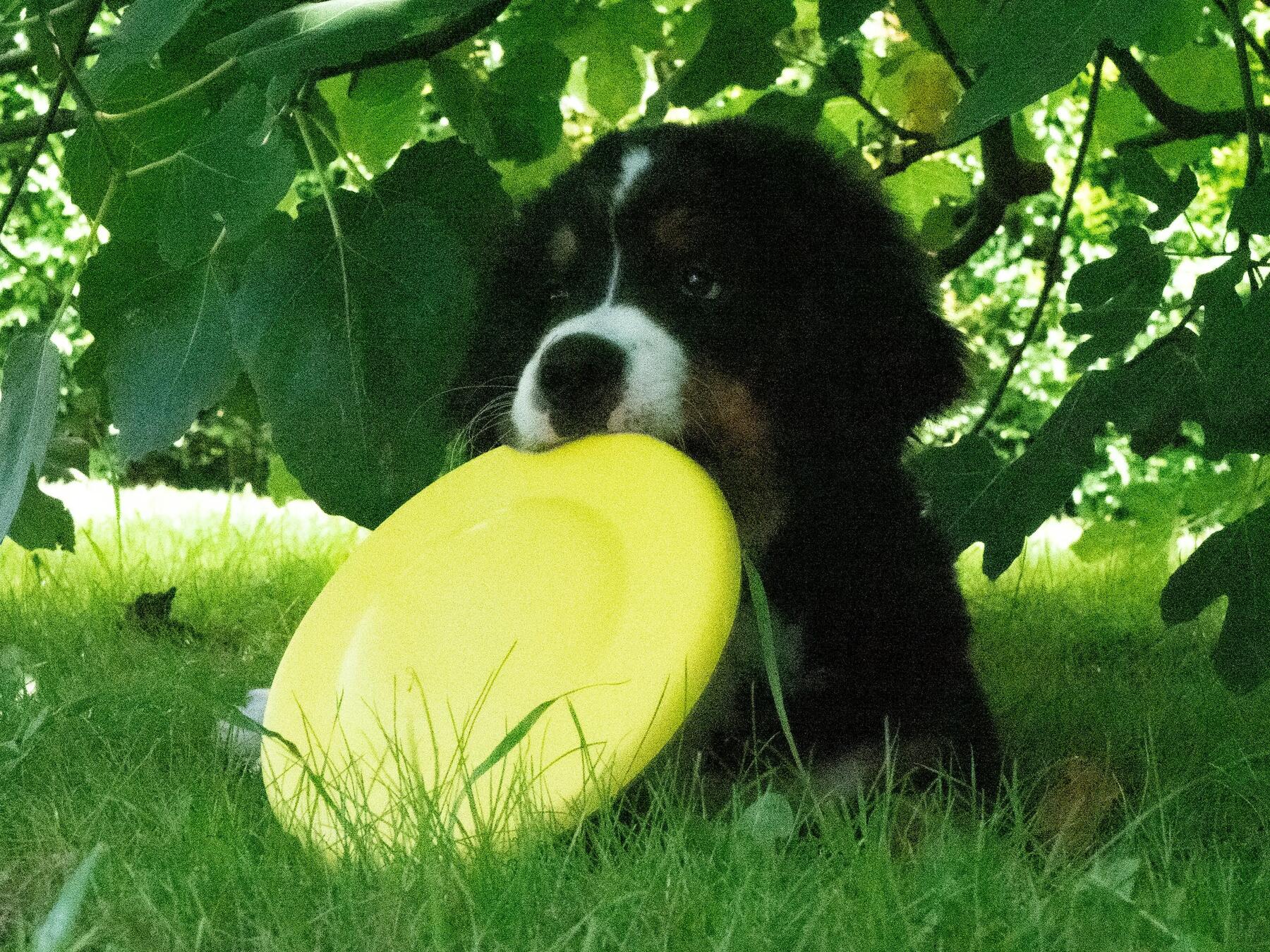 Diese Sportarten eignen sich für den Hund