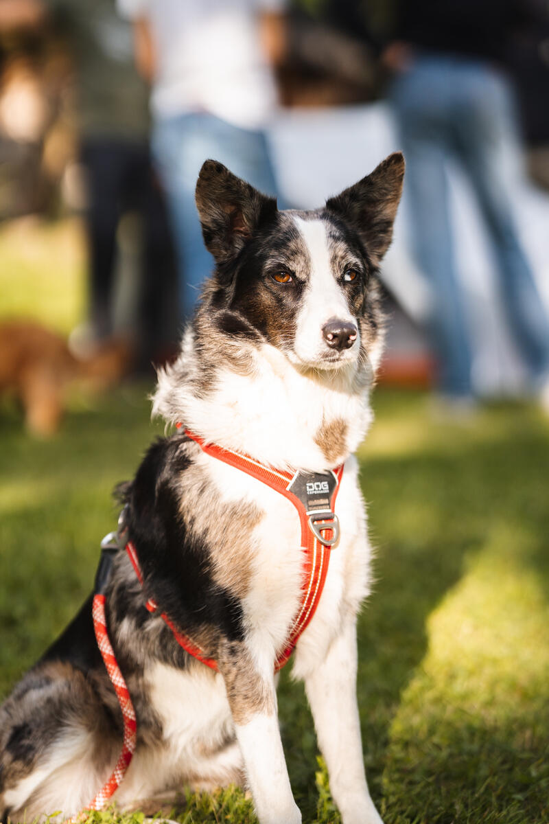 Podcast : comment voyager en couple et avec ses chiens ?