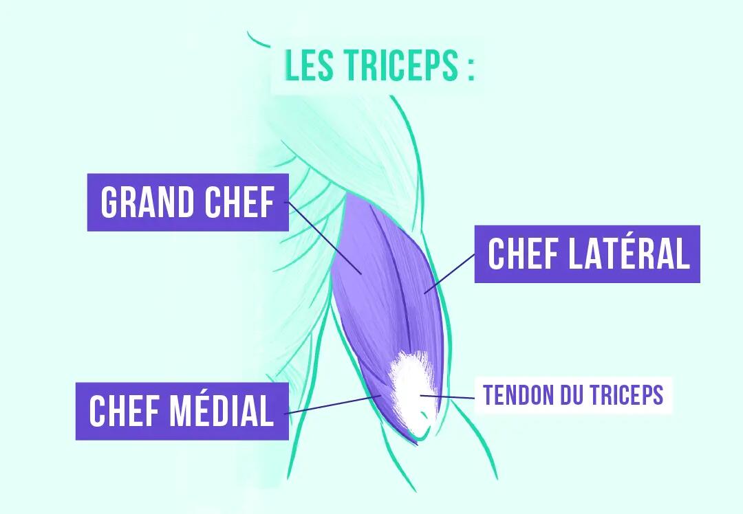 musculos del triceps