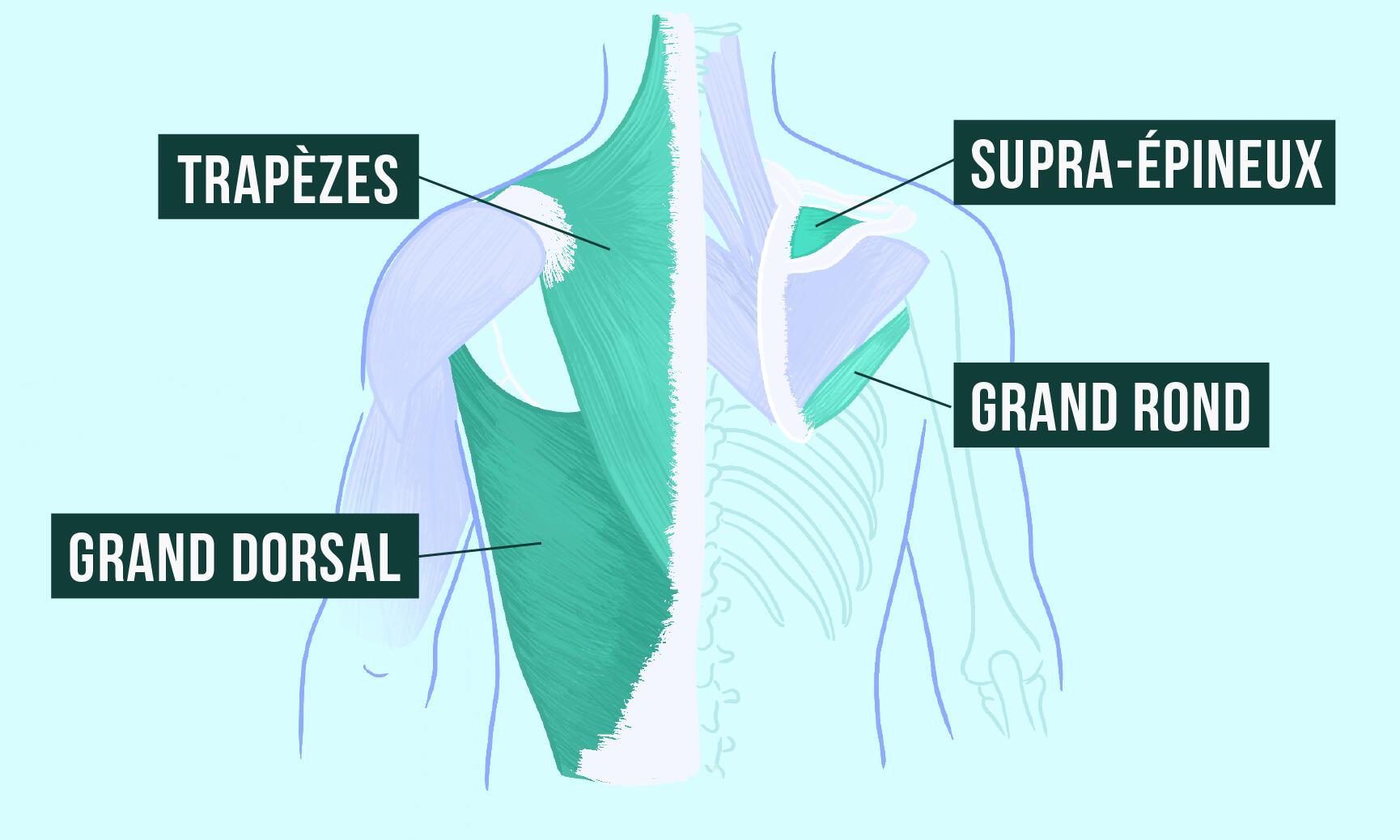 schéma des muscles sollicités par une traction pronation