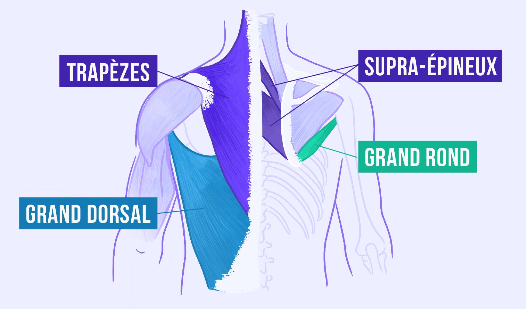 schéma des muscles sollicités par une traction supination
