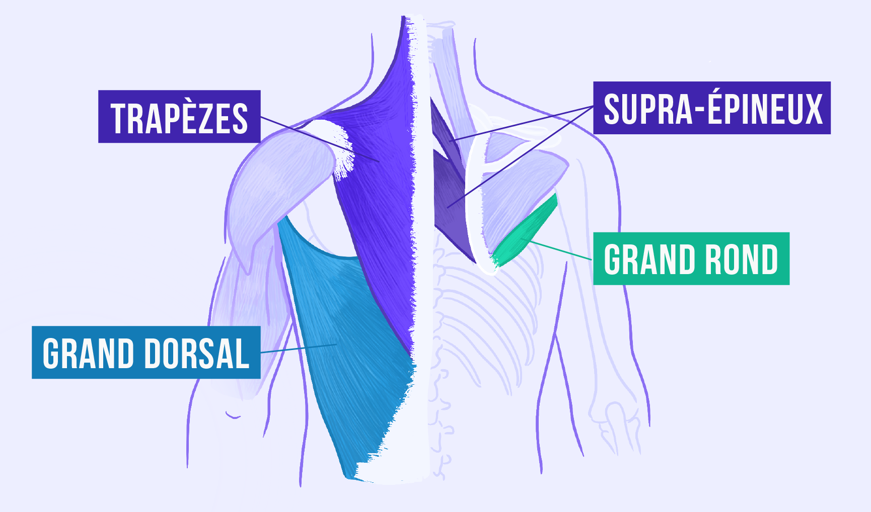 schéma du dos présentant les muscles