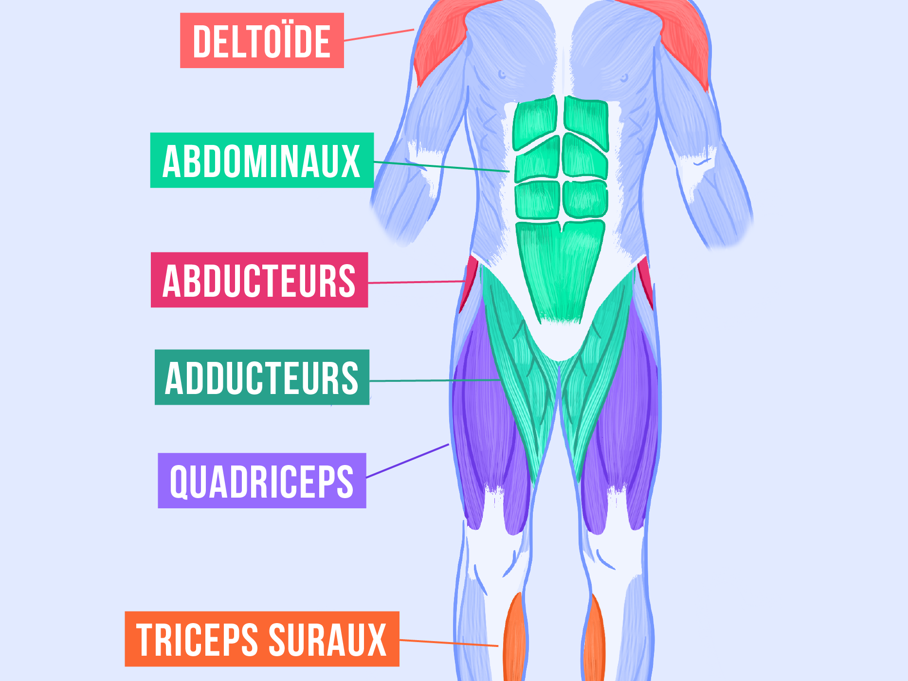 Musculation et Anatomie des muscles - Musculation