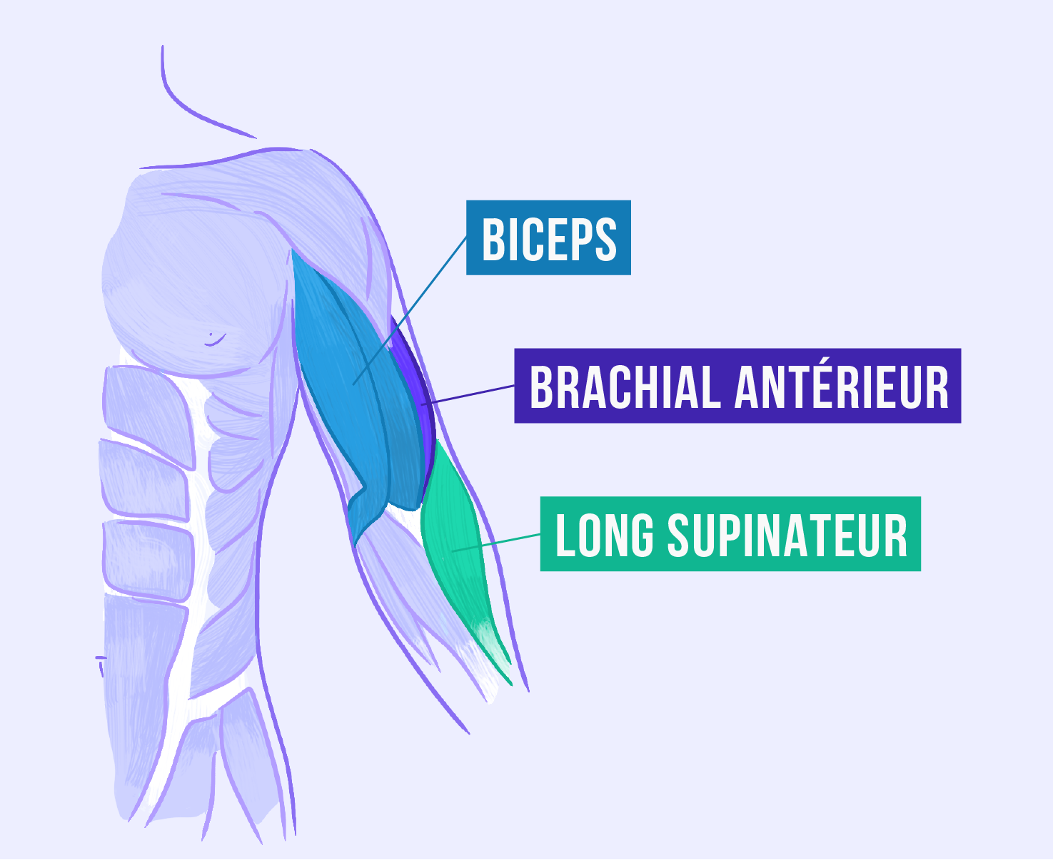 Anatomie: muscles de la pronation/supination de l'avant-bras