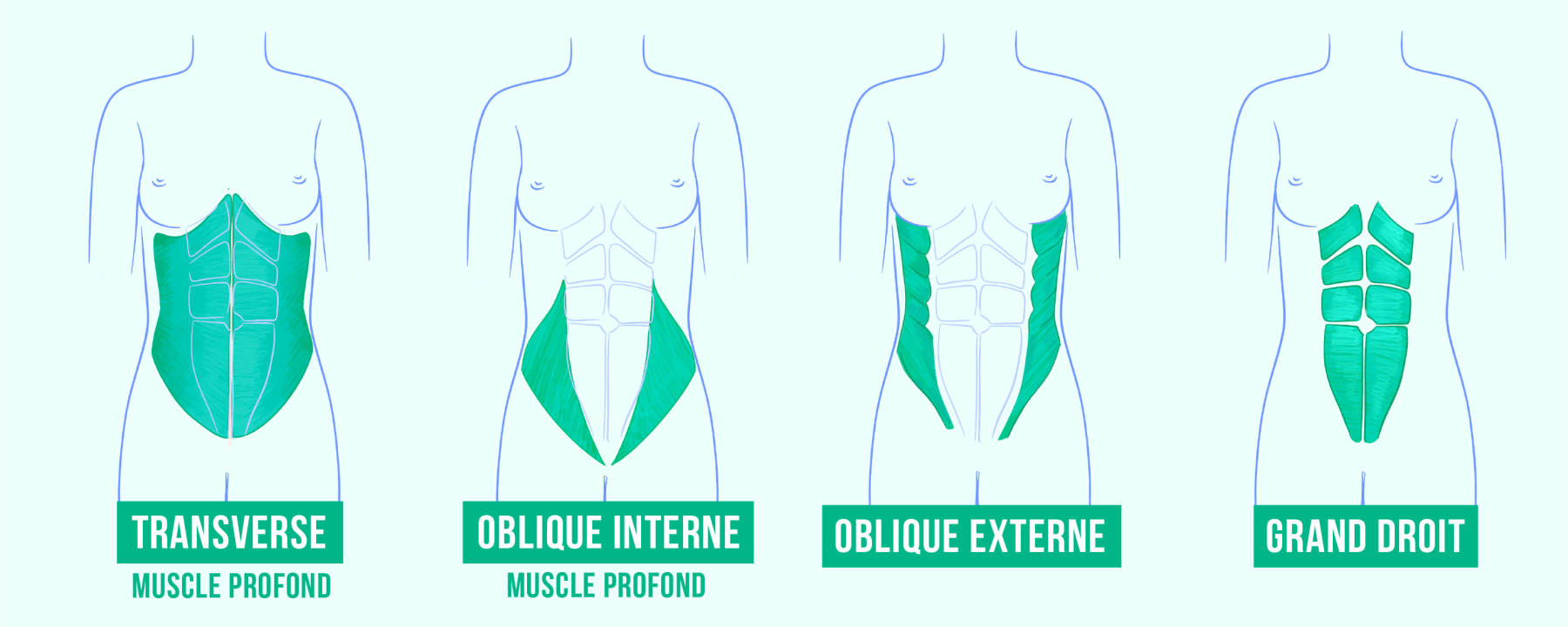 muscles gainage latéral