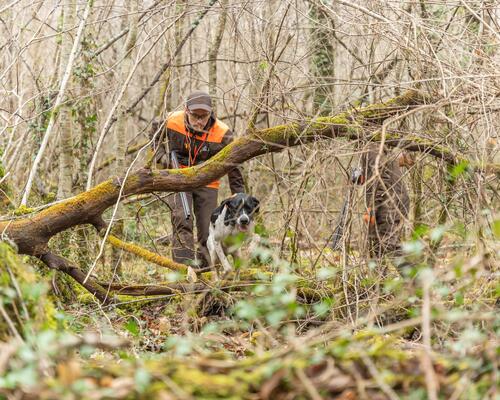 Chasse du petit gibier 