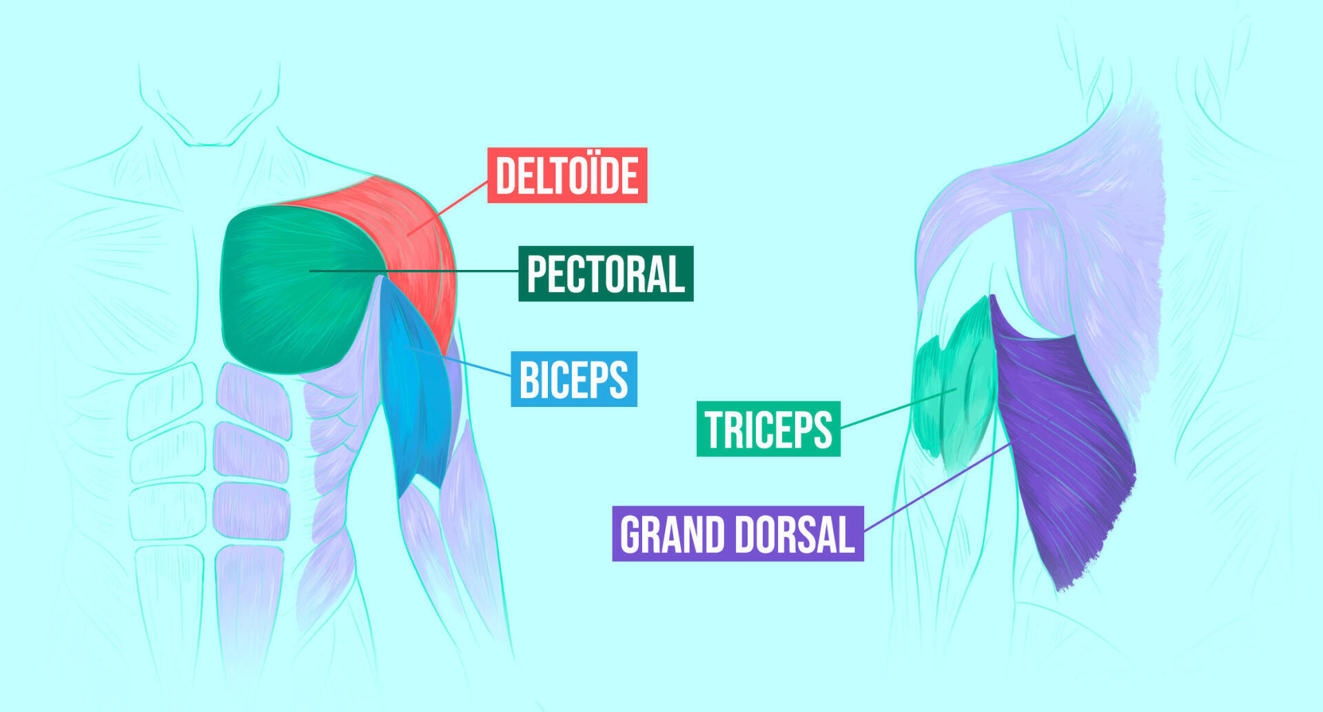 schéma des muscles sollicités par les pompes