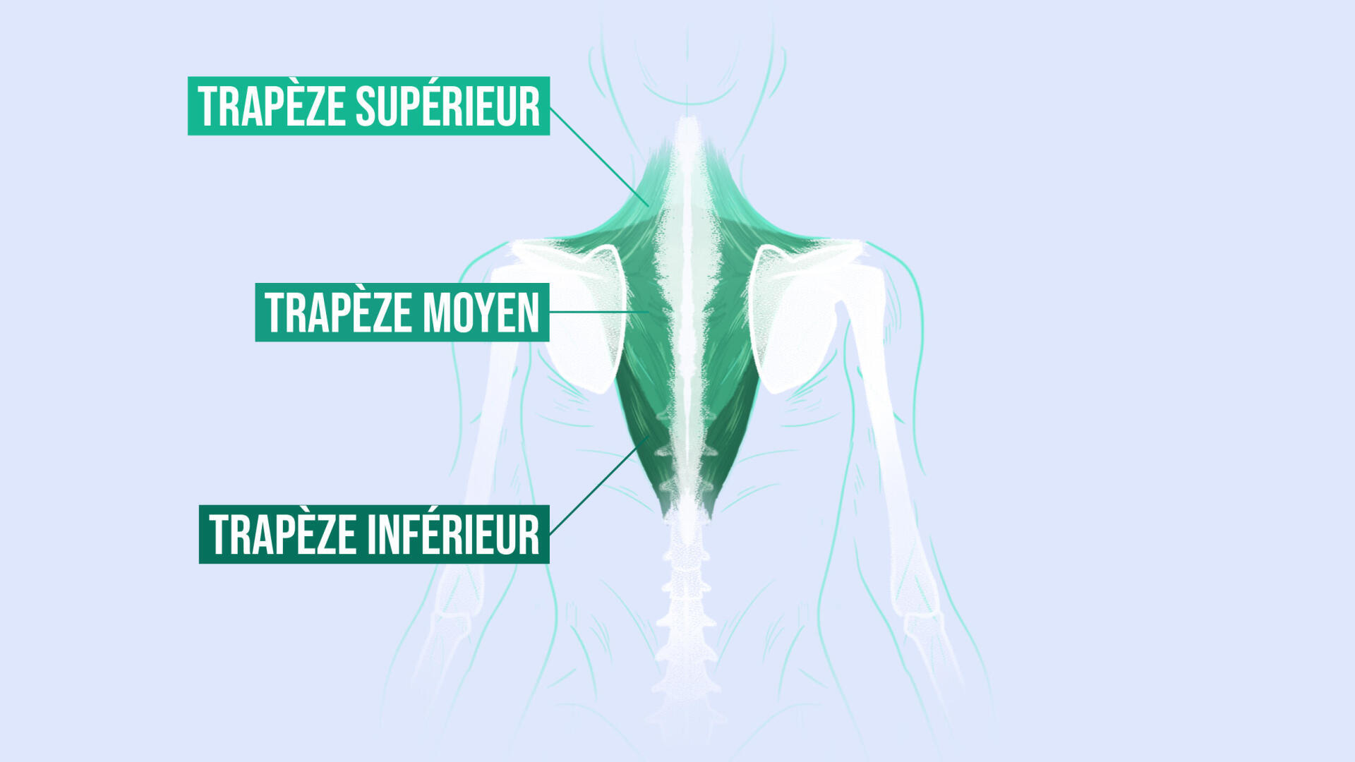 Étirement des trapèzes : soulager et détendre le haut du dos