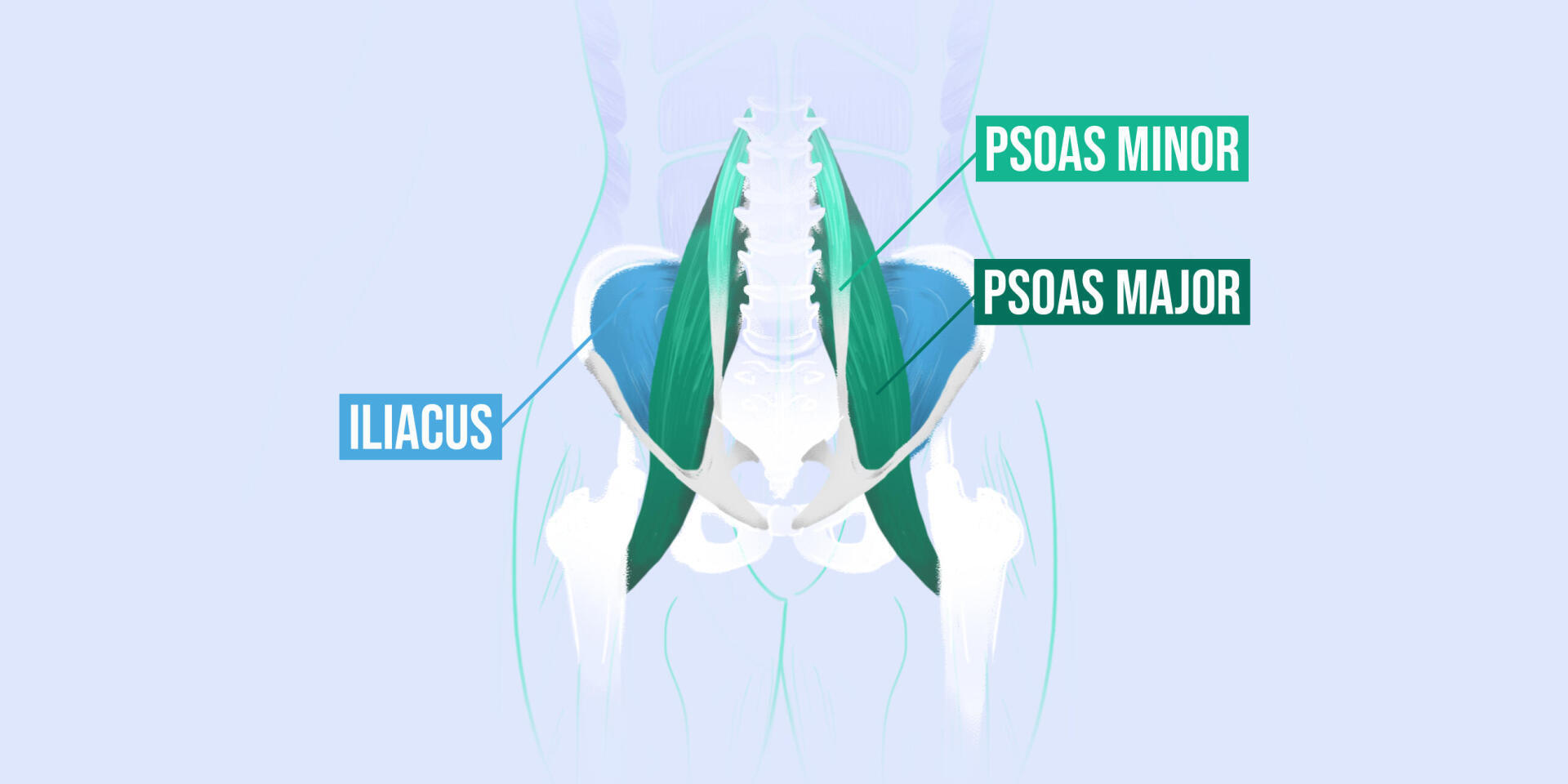 Étirement du psoas : nos 7 exercices faciles