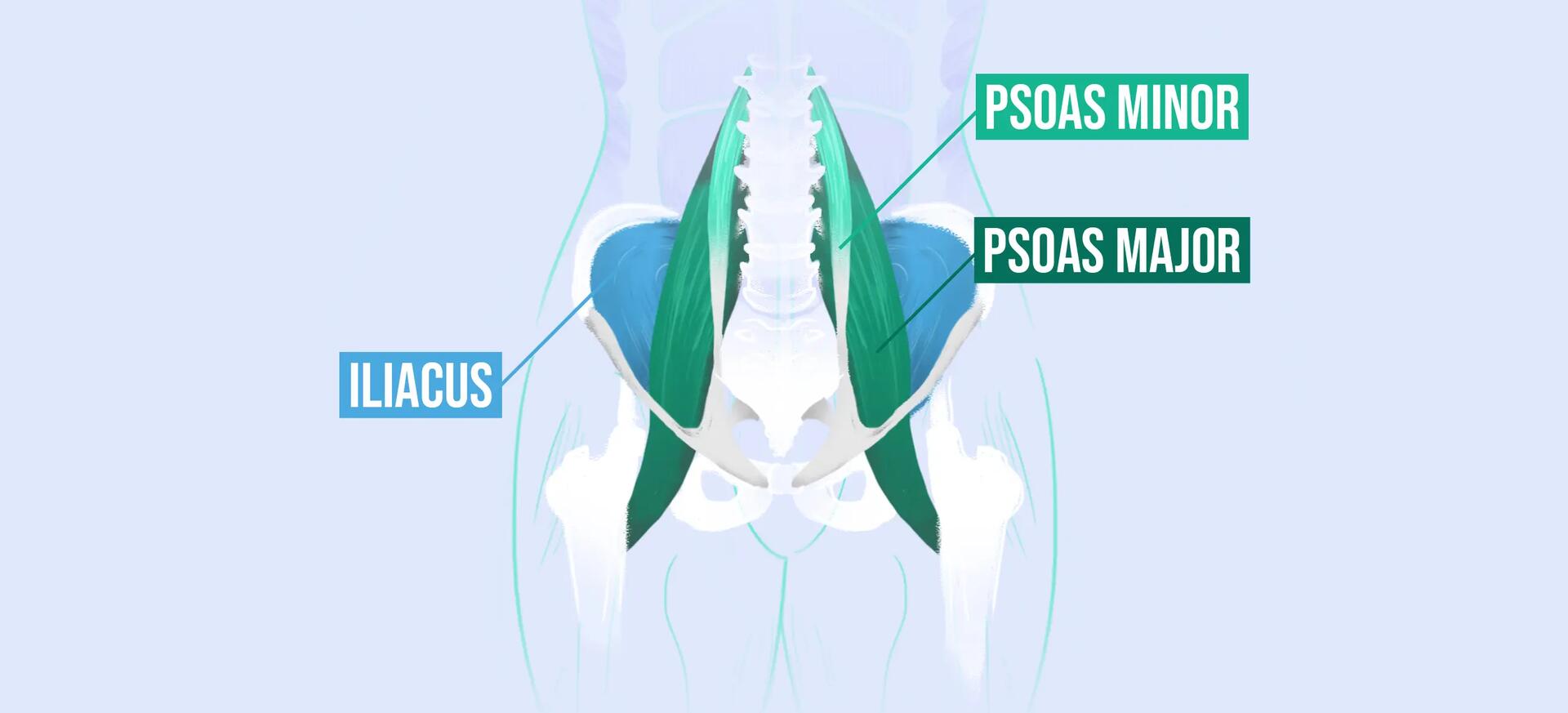 schéma du psoas