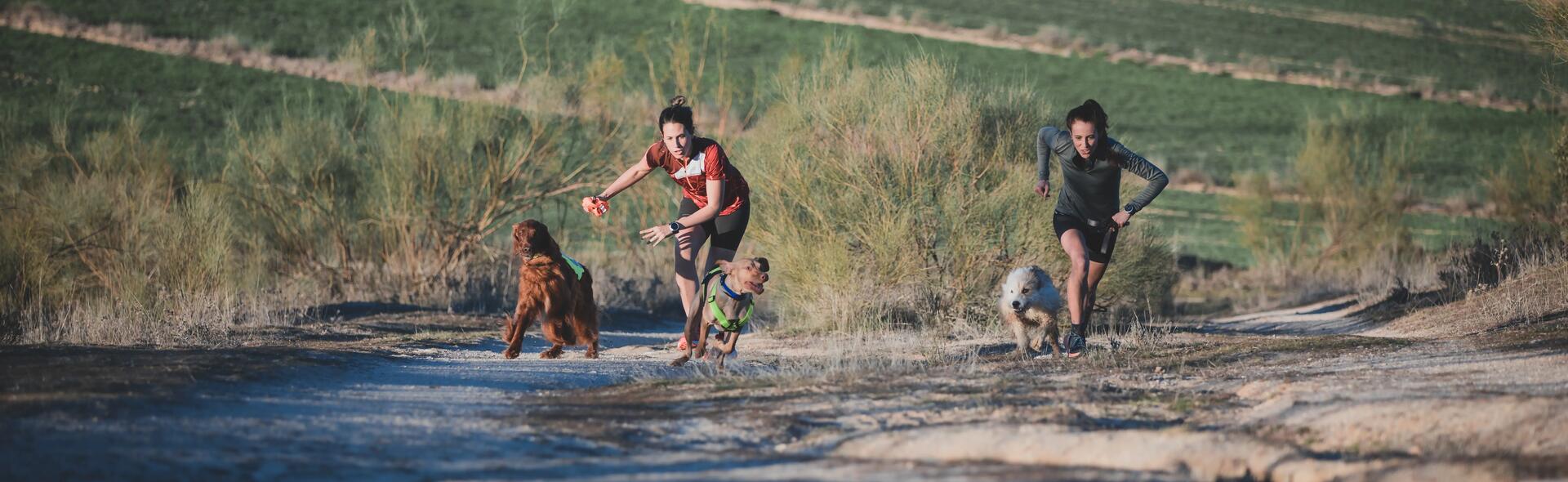 sport canin