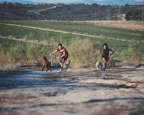 Hundesport