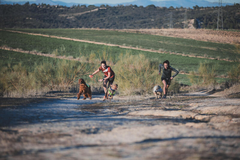 Les sports canins attelés